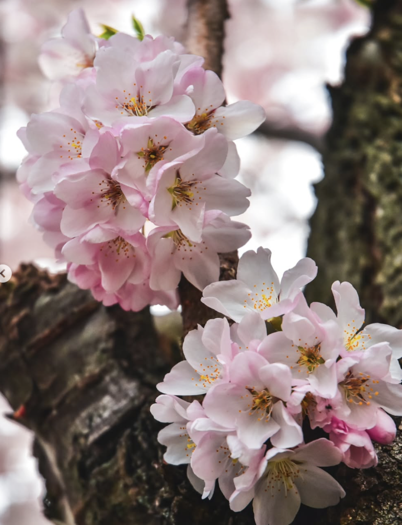 Sakura in Bloom: It’s Cherry Blossom Season